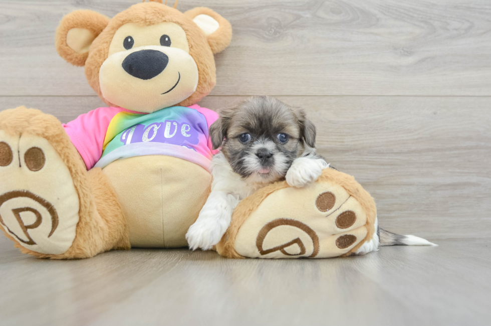 7 week old Shih Tzu Puppy For Sale - Lone Star Pups