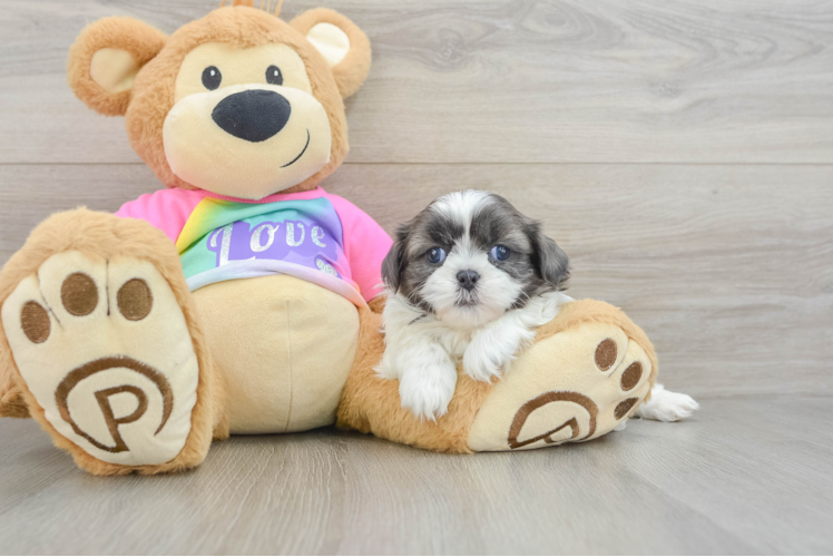 Little Shih Tzu Baby