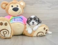 5 week old Shih Tzu Puppy For Sale - Lone Star Pups