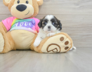 5 week old Shih Tzu Puppy For Sale - Lone Star Pups