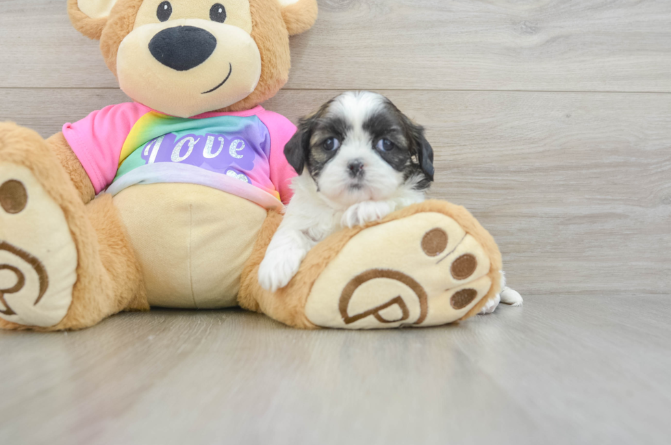 7 week old Shih Tzu Puppy For Sale - Lone Star Pups