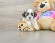 5 week old Shih Tzu Puppy For Sale - Lone Star Pups
