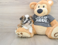 6 week old Shih Tzu Puppy For Sale - Lone Star Pups