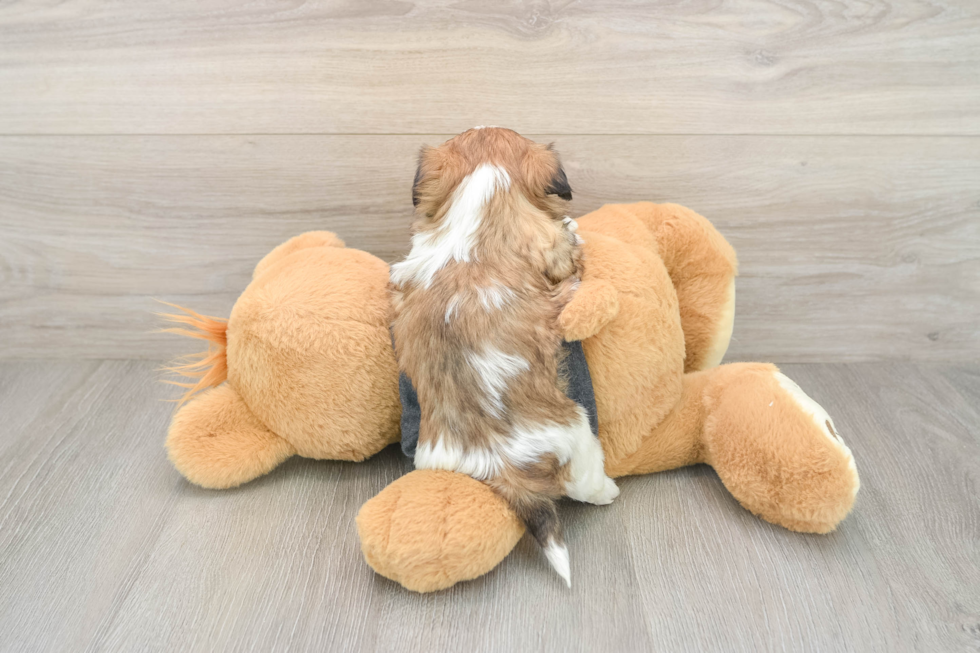 Shih Tzu Puppy for Adoption