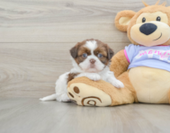 5 week old Shih Tzu Puppy For Sale - Lone Star Pups