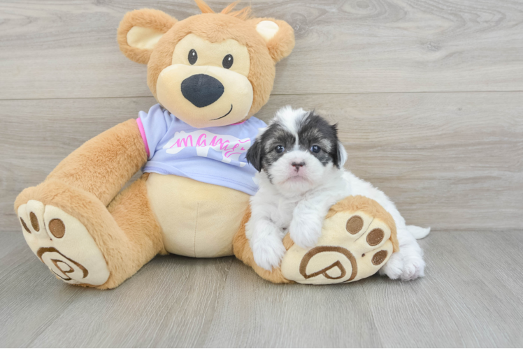 Shih Tzu Puppy for Adoption