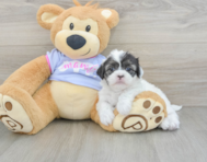 5 week old Shih Tzu Puppy For Sale - Lone Star Pups