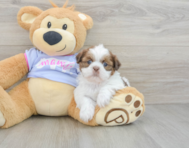 5 week old Shih Tzu Puppy For Sale - Lone Star Pups