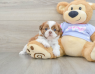 5 week old Shih Tzu Puppy For Sale - Lone Star Pups