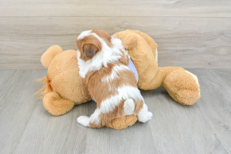 Playful Shih Tzu Purebred Pup