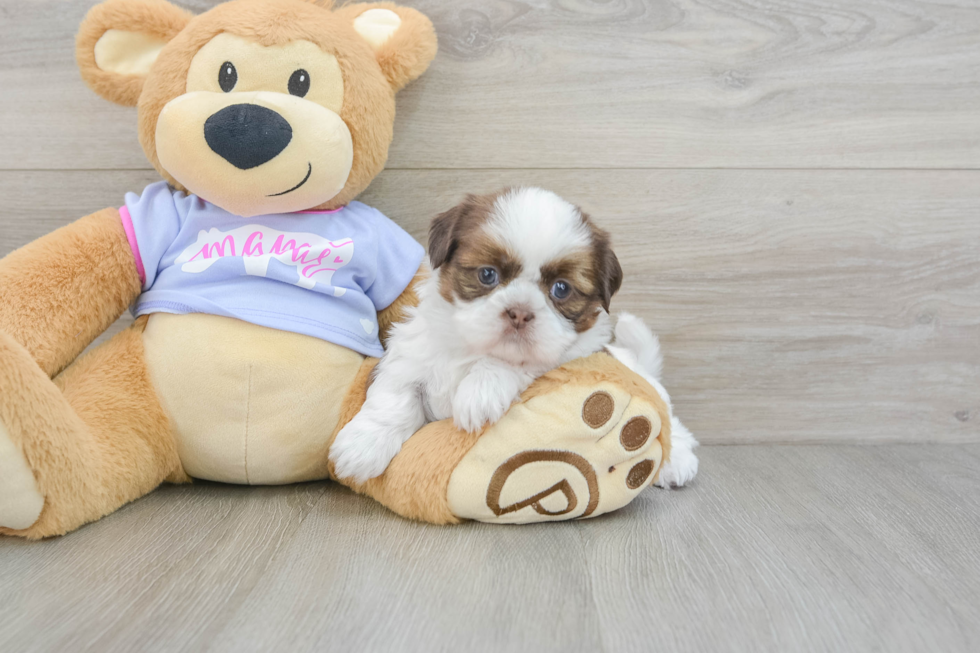 Akc Registered Shih Tzu Purebred Pup