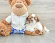 7 week old Shih Tzu Puppy For Sale - Lone Star Pups