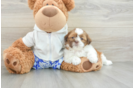 Shih Tzu Puppy for Adoption