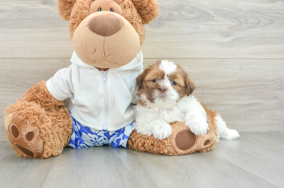 8 week old Shih Tzu Puppy For Sale - Lone Star Pups