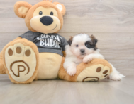 5 week old Shih Tzu Puppy For Sale - Lone Star Pups