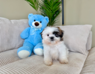 9 week old Shih Tzu Puppy For Sale - Lone Star Pups