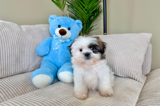 Cute Shih Tzu Baby