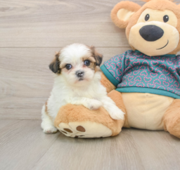 5 week old Shih Tzu Puppy For Sale - Lone Star Pups