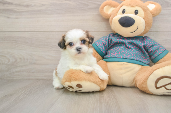 Shih Tzu Pup Being Cute