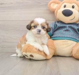 5 week old Shih Tzu Puppy For Sale - Lone Star Pups