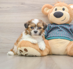 5 week old Shih Tzu Puppy For Sale - Lone Star Pups