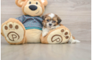 Shih Tzu Puppy for Adoption