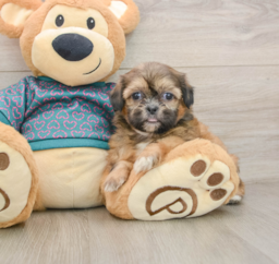 5 week old Shih Tzu Puppy For Sale - Lone Star Pups