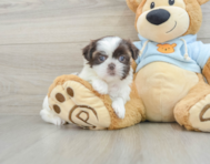 8 week old Shih Tzu Puppy For Sale - Lone Star Pups