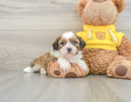 5 week old Shih Tzu Puppy For Sale - Lone Star Pups