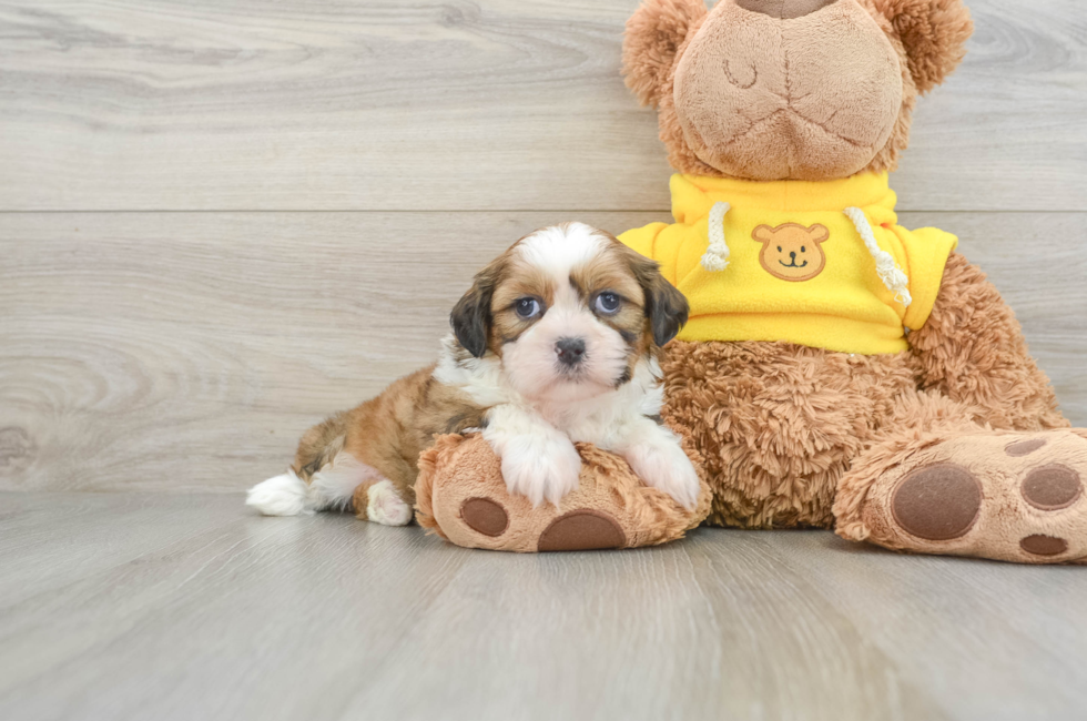 8 week old Shih Tzu Puppy For Sale - Lone Star Pups