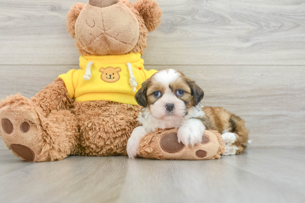 Little Shih Tzu Purebred Pup