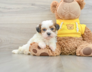 7 week old Shih Tzu Puppy For Sale - Lone Star Pups