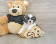 5 week old Shih Tzu Puppy For Sale - Lone Star Pups