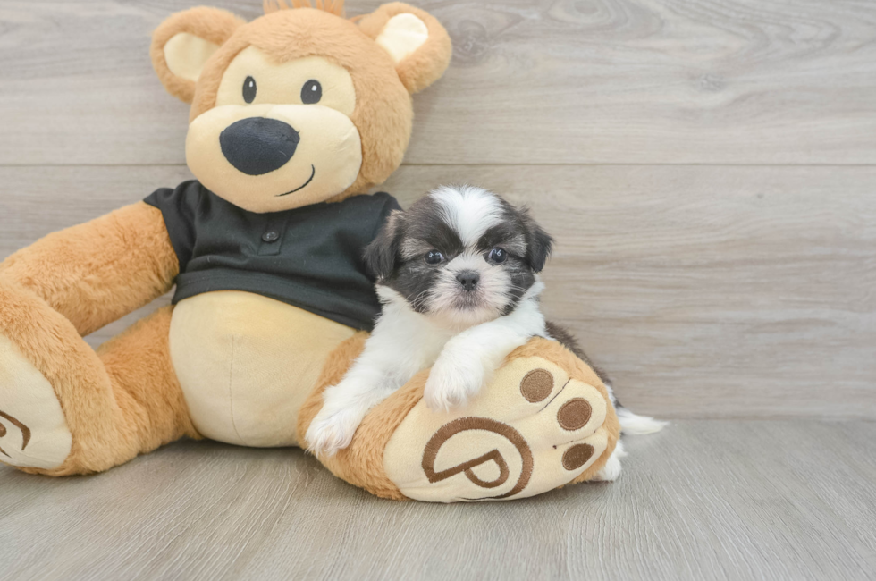 5 week old Shih Tzu Puppy For Sale - Lone Star Pups