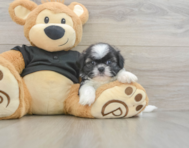 5 week old Shih Tzu Puppy For Sale - Lone Star Pups