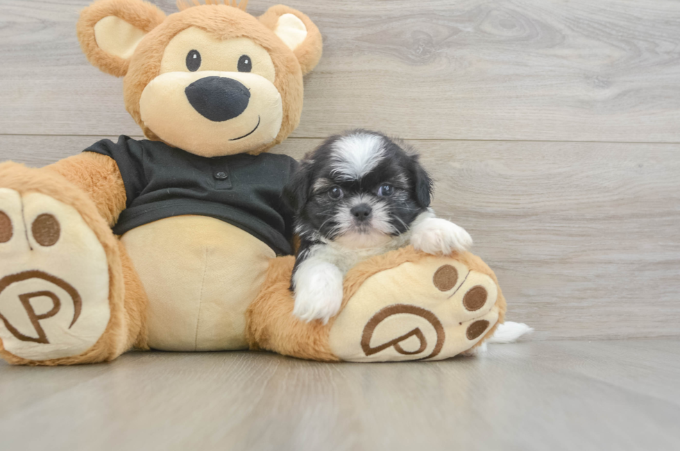 5 week old Shih Tzu Puppy For Sale - Lone Star Pups