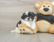 5 week old Shih Tzu Puppy For Sale - Lone Star Pups