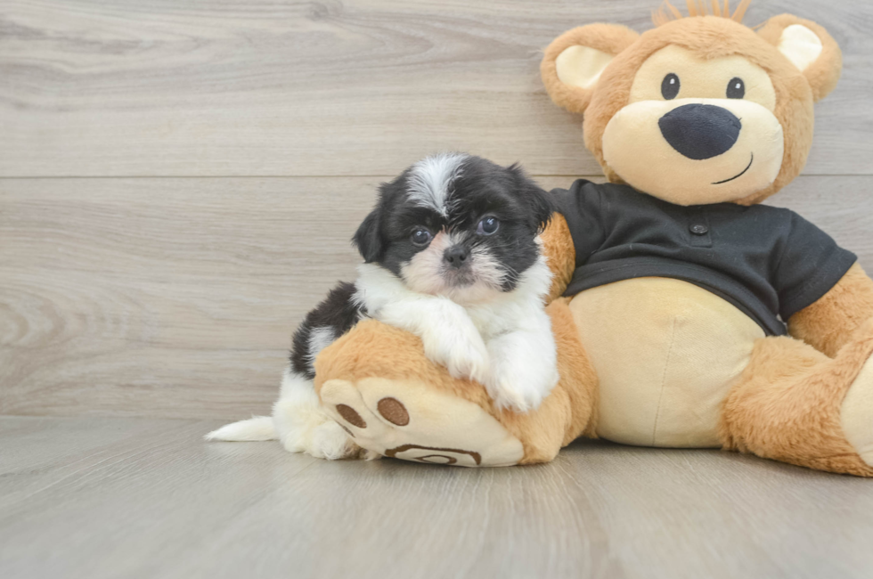5 week old Shih Tzu Puppy For Sale - Lone Star Pups