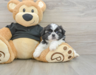 5 week old Shih Tzu Puppy For Sale - Lone Star Pups