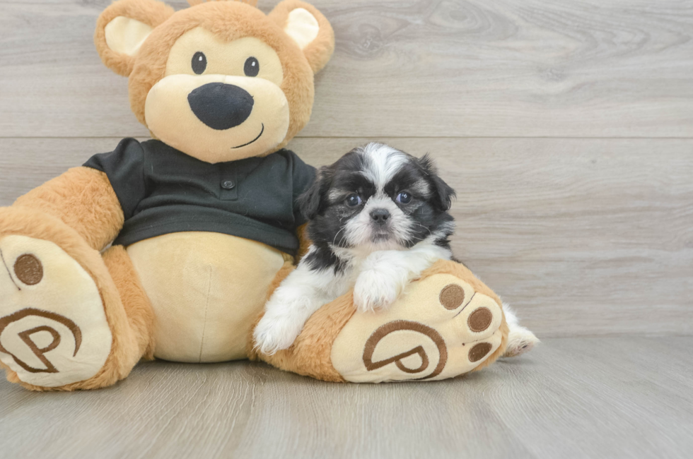 5 week old Shih Tzu Puppy For Sale - Lone Star Pups