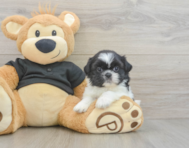 5 week old Shih Tzu Puppy For Sale - Lone Star Pups