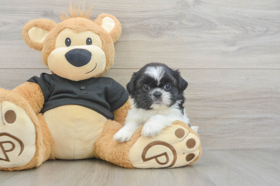 5 week old Shih Tzu Puppy For Sale - Lone Star Pups