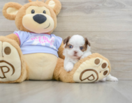 5 week old Shih Tzu Puppy For Sale - Lone Star Pups