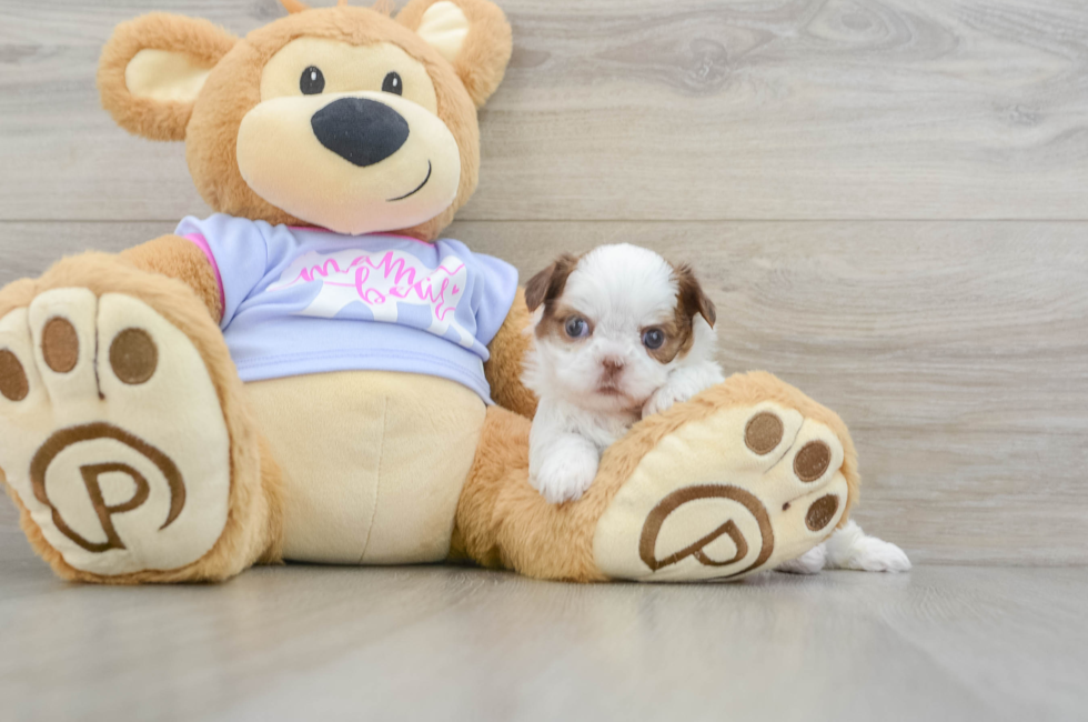 5 week old Shih Tzu Puppy For Sale - Lone Star Pups