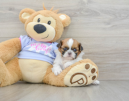 5 week old Shih Tzu Puppy For Sale - Lone Star Pups