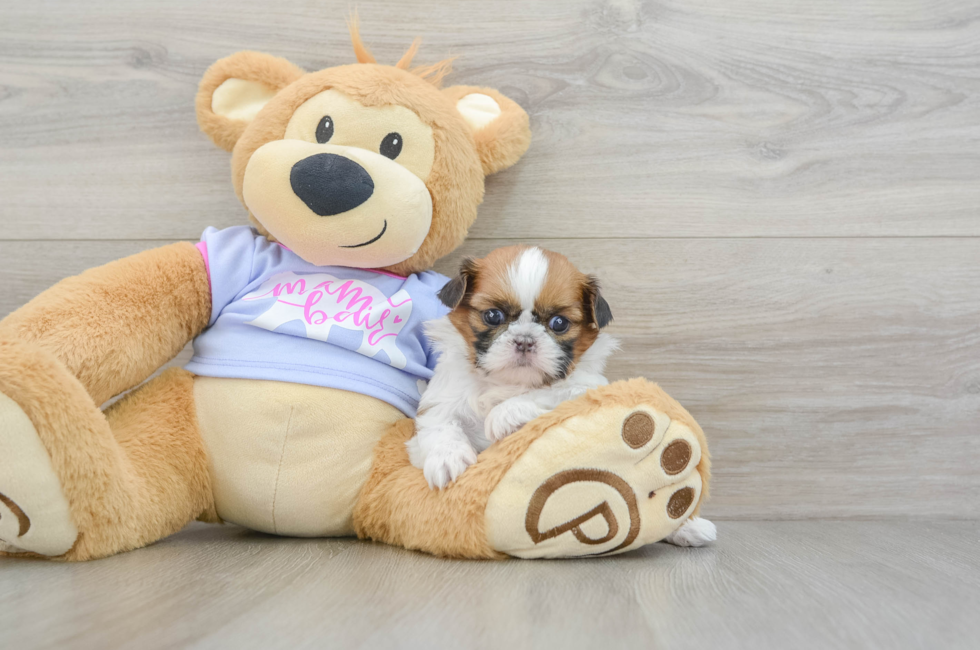 5 week old Shih Tzu Puppy For Sale - Lone Star Pups