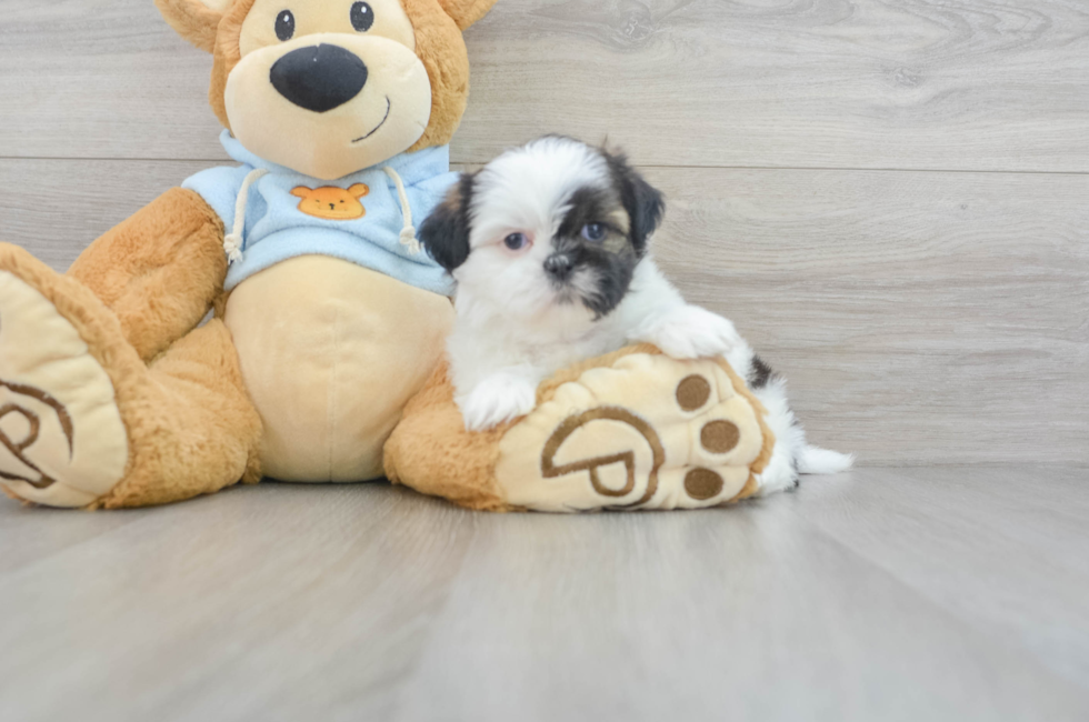 7 week old Shih Tzu Puppy For Sale - Lone Star Pups
