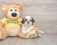 5 week old Shih Tzu Puppy For Sale - Lone Star Pups