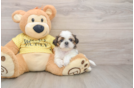 Shih Tzu Puppy for Adoption