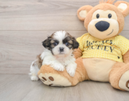 5 week old Shih Tzu Puppy For Sale - Lone Star Pups
